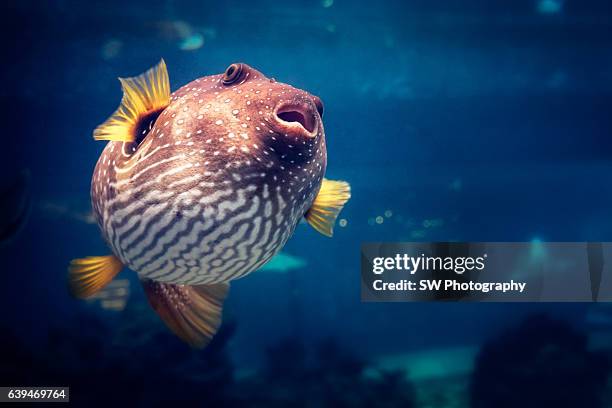 underwater photo of a puffer fish - puffer fish stock pictures, royalty-free photos & images