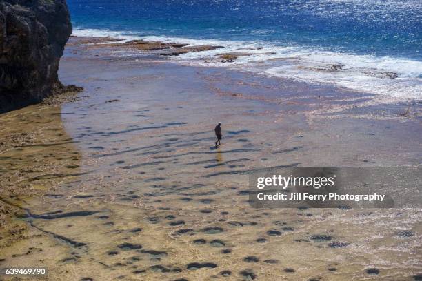 walking in the rockpools - niue island stockfoto's en -beelden