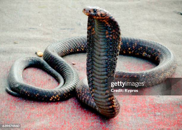 africa, north africa, morocco, view of cobra snake used to entertain tourists (year 2007) - cobra stock pictures, royalty-free photos & images