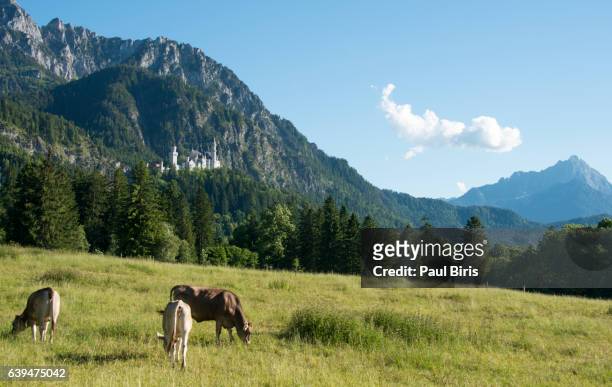 neuschwanstein castle with alps , allgäu, bavaria, germany - neuschwanstein stock-fotos und bilder
