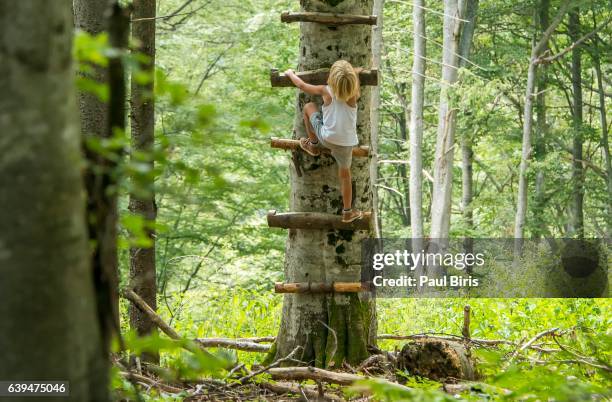 boy climbing up steps on tree, calimani mountains, eastern carpathians, romania - kid in a tree ストックフォトと画像