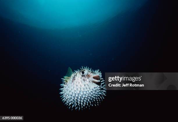puffer fish - puffer fish stock pictures, royalty-free photos & images