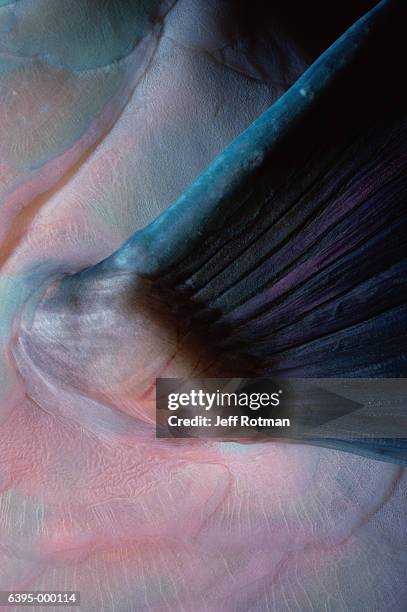 fin of bluebarred parrotfish - bluebarred parrotfish stock pictures, royalty-free photos & images