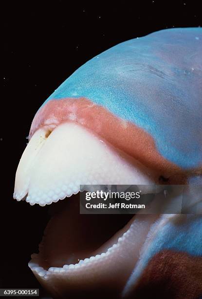 mouth of bluebarred parrotfish - bluebarred parrotfish stock pictures, royalty-free photos & images