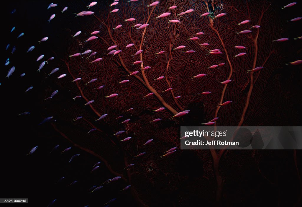 Shoal of Purple Anthias