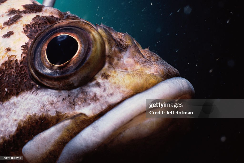 Head of Copper Rockfish