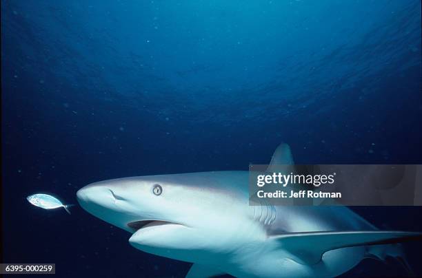 Fish Chasing 149 Fish Chasing Shark Stock Photos, High-Res Pictures, and Images ...
