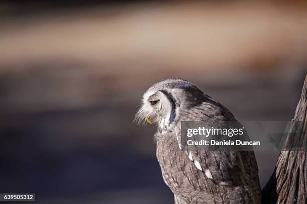 Sleep Less Owl Tired Owl Photos and Premium High Res Pictures - Getty Images