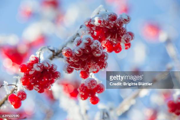frost on rowan - rowanberry stock pictures, royalty-free photos & images