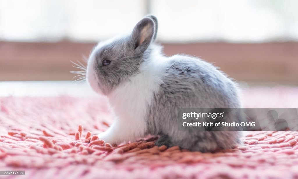 Gray Rabbit Small Small Gray Rabbit On Red Mat High-Res Stock Photo - Getty Images