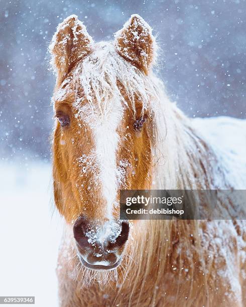 retrato de caballo en la tormenta de nieve de invierno - snow horses fotografías e imágenes de stock