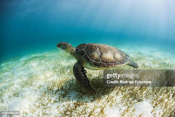 Turtle Foraging Feeding Sea Turtle Photos and Premium High Res Pictures - Getty Images
