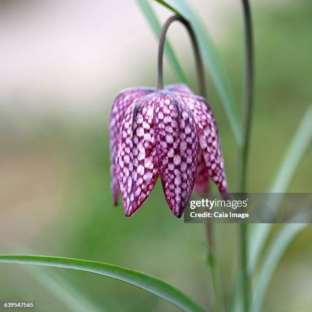 close up of purple and white snakes head fritillary flower - speckled sussex stock pictures, royalty-free photos & images