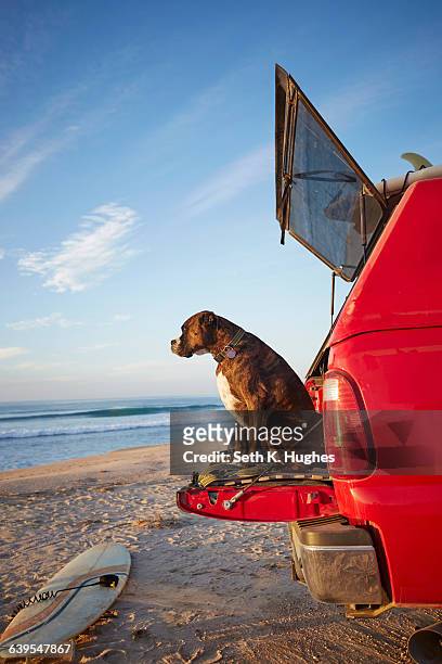 dog on back of car on beach - dog in car photos et images de collection