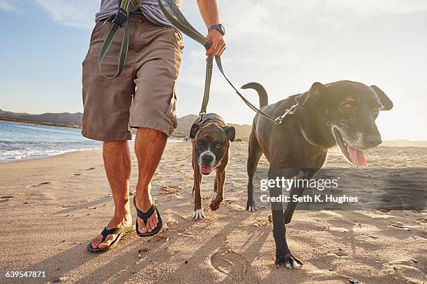 owner walking dogs on beach - bermuda beach stockfoto's en -beelden