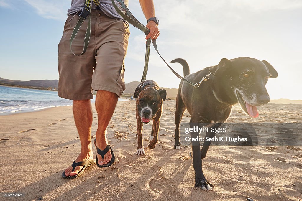 Owner walking dogs on beach