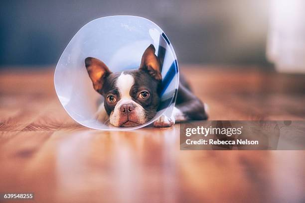 Boston Terrier puppy wearing pet cone