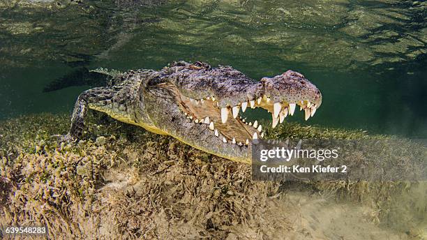 underwater view american crocodile on seabed, mouth open - sea grass plant stock pictures, royalty-free photos & images