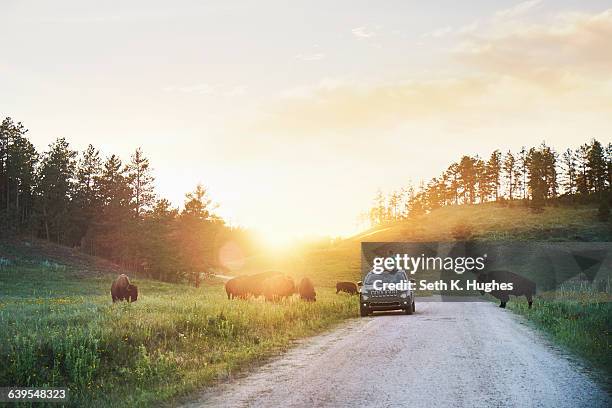 father and daughter in car watching bison grazing in meadow, custer state park, south dakota - custer state park stock pictures, royalty-free photos & images