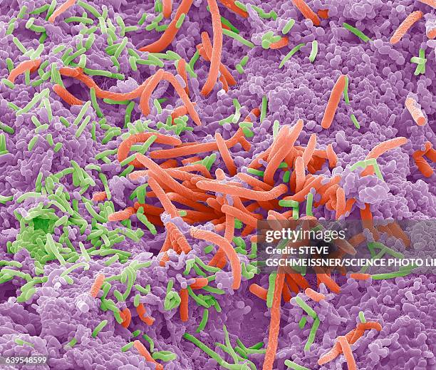 tongue bacteria, sem - mensentong stockfoto's en -beelden