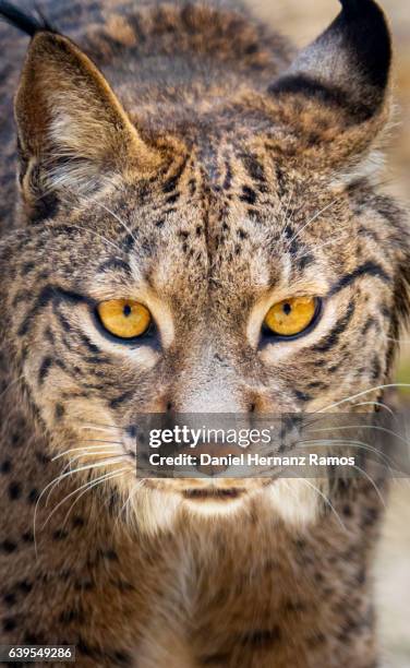 close up of an iberian lynx head front view looking at camera. lynx pardinus - lince ibérico imagens e fotografias de stock