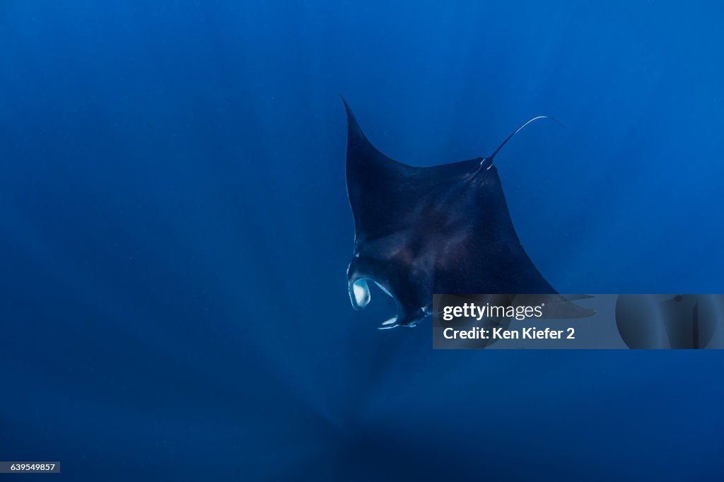 Reef mantas near Isla Mujeres, Mexico