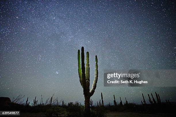 cactus, la paz, baja california, mexico - mexico desert stock pictures, royalty-free photos & images