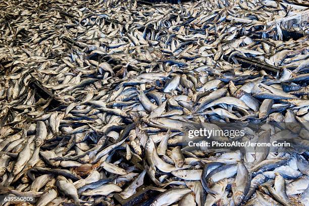 dead fish, full frame - dead fish stock pictures, royalty-free photos & images