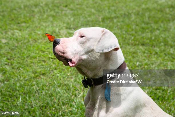 dogo argentino and butterfly. - dogo argentino stock pictures, royalty-free photos & images