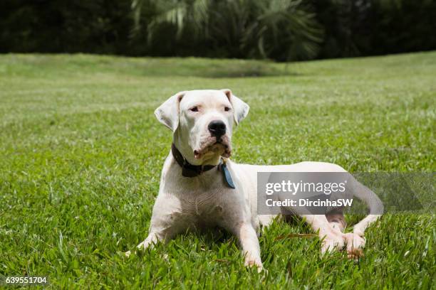 dogo argentino  dog. - mastiff stock pictures, royalty-free photos & images