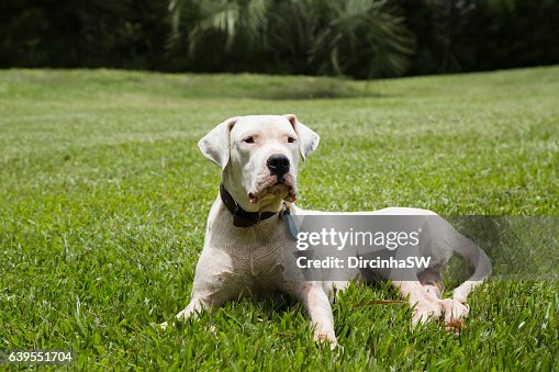 191 fotos de stock e banco de imagens de Dogo Argentino - Getty Images