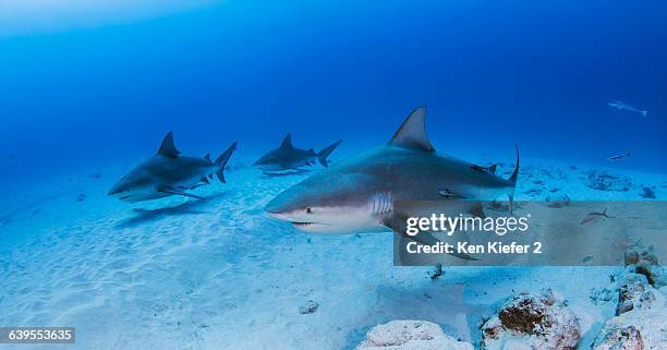 bullsharks, playa del carmen, mexico - bull shark 個照片及圖片檔