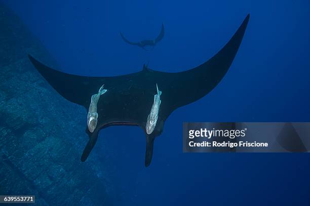 giant manta (manta birostris) with large remora attached on its back, patrolling vertical walls of roca partida - remora fish stock pictures, royalty-free photos & images