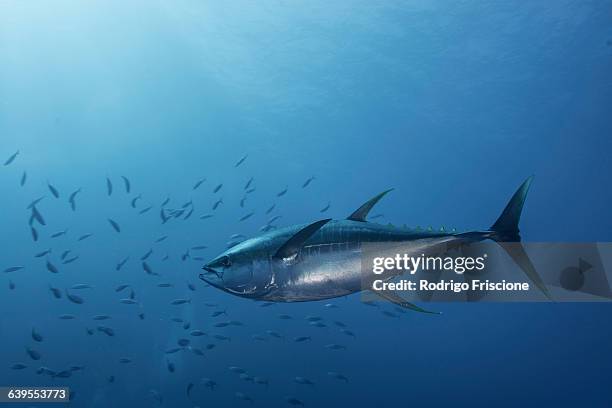 large yellowfin tuna (thunnus albacares) launches at amazing speed towards school of mackerel - ahi tuna bildbanksfoton och bilder