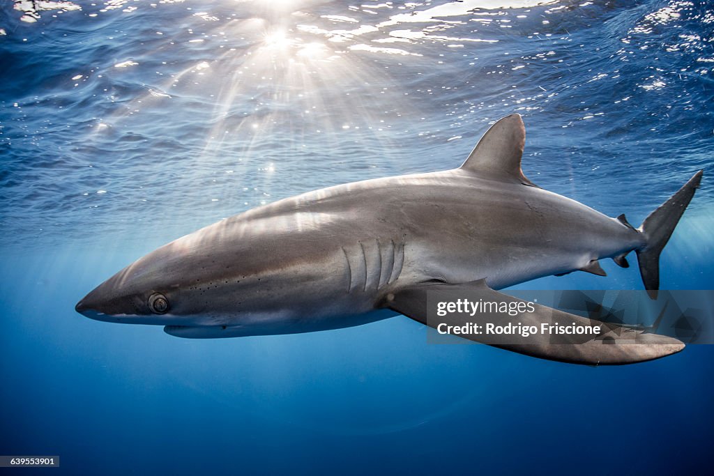 Silky Shark (Carcharhinus Falciformis) swimming close to photographer