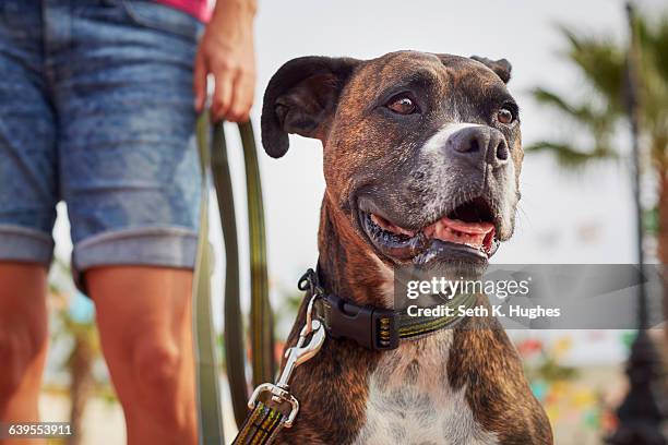 owner walking dog - boxer dog ストックフォトと画像