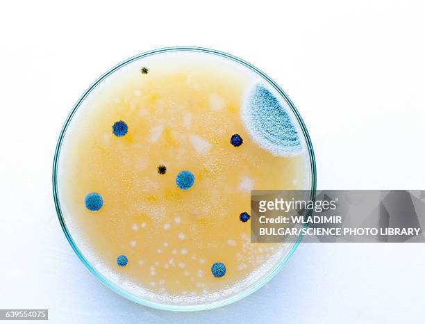 bacterium growing on petri dish - petri dish stock pictures, royalty-free photos & images