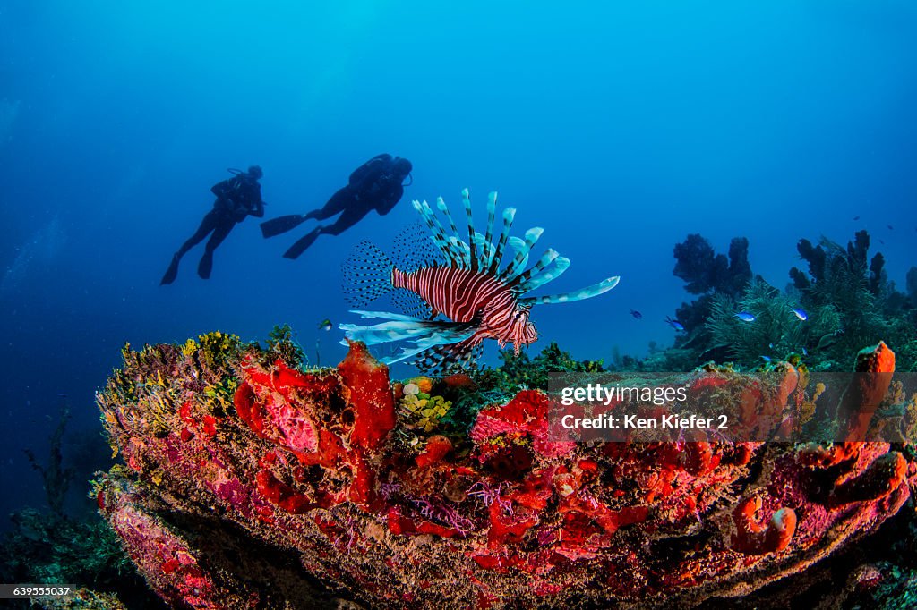 Invasive lionfish, Xcalac, Mexico