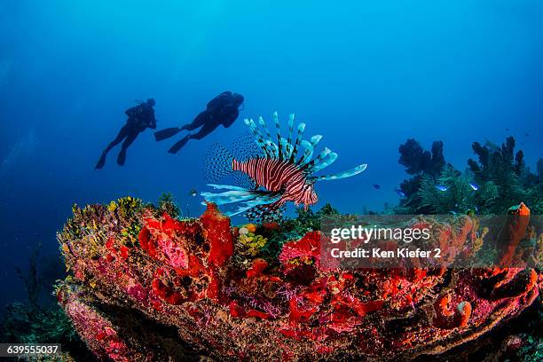 Invasive Lionfish Xcalac Mexico High-Res Stock Photo