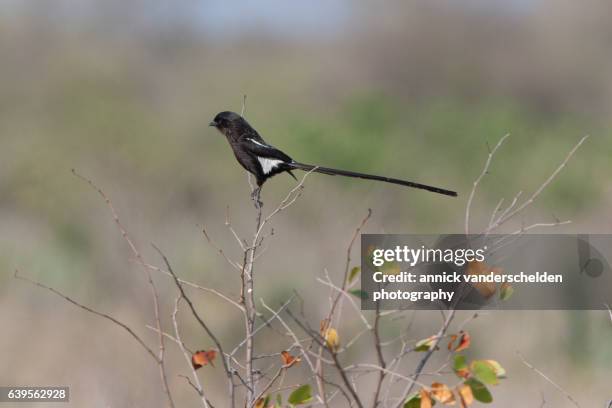 the magpie shrike (urolestes melanoleucus) or african long-tailed shrike. - magpie shrike stock pictures, royalty-free photos & images