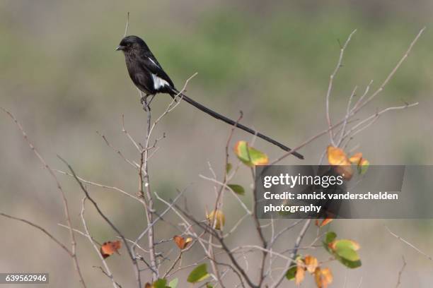 the magpie shrike (urolestes melanoleucus) or african long-tailed shrike. - magpie shrike stock pictures, royalty-free photos & images