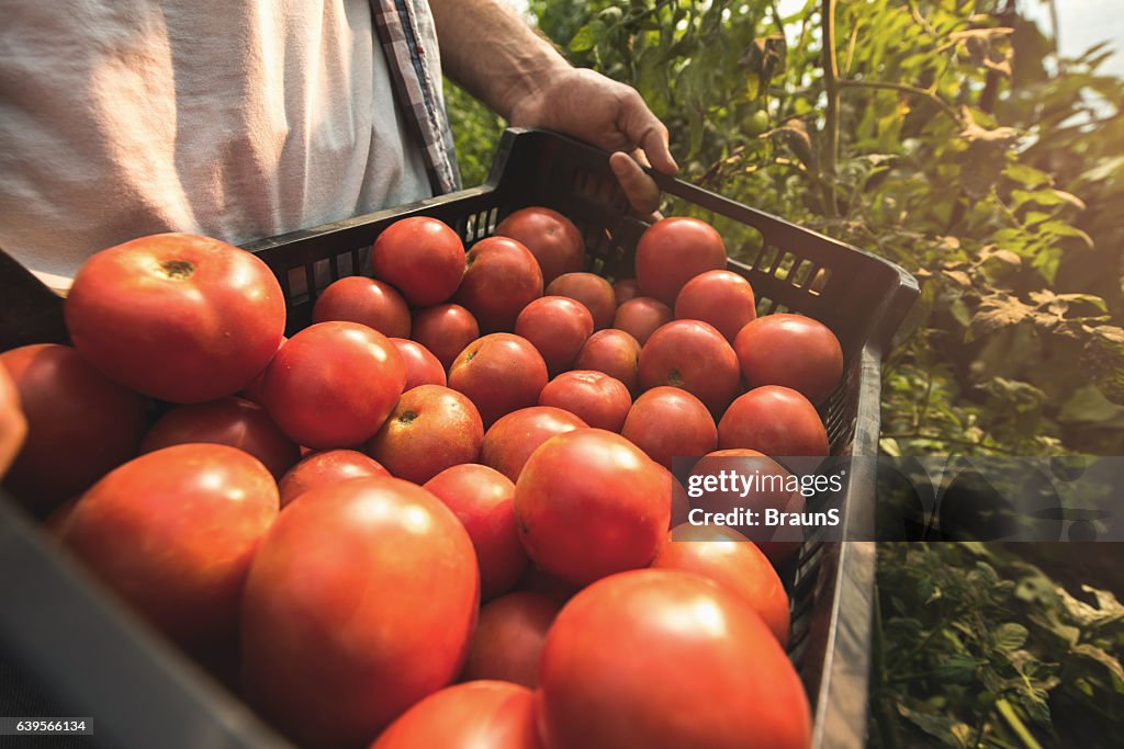 Close up of unrecognizable person holding basket of tomatoes.