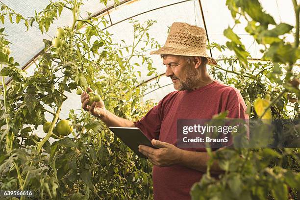 farm worker examining tomato plants while using digital tablet. - electronic organizer stock pictures, royalty-free photos & images