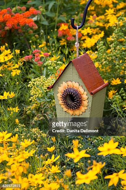 birdhouse hanging in garden with growing threadleaf coreopsis (coreopsis verticillata golden showers), common rue (ruta graveolens) and butterfly milkweed (asclepias tuberosa) flowers, marion county, illinois, usa - garden coreopsis flowers stock pictures, royalty-free photos & images
