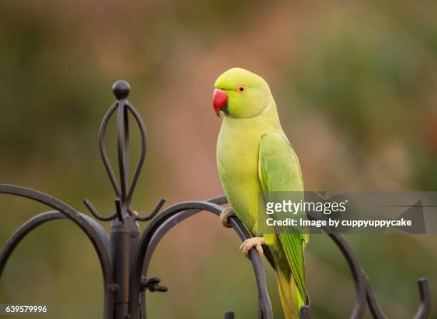 rose ringed parakeet - parrocchetto foto e immagini stock