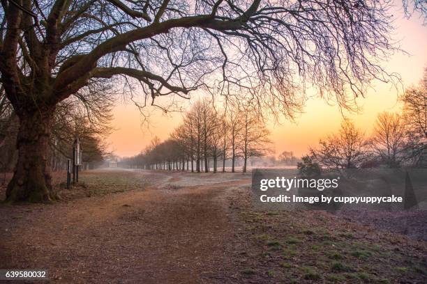 sunday morning in wanstead park - january 個照片及圖片檔