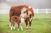 Brown & White Hereford Cow & Young Calf