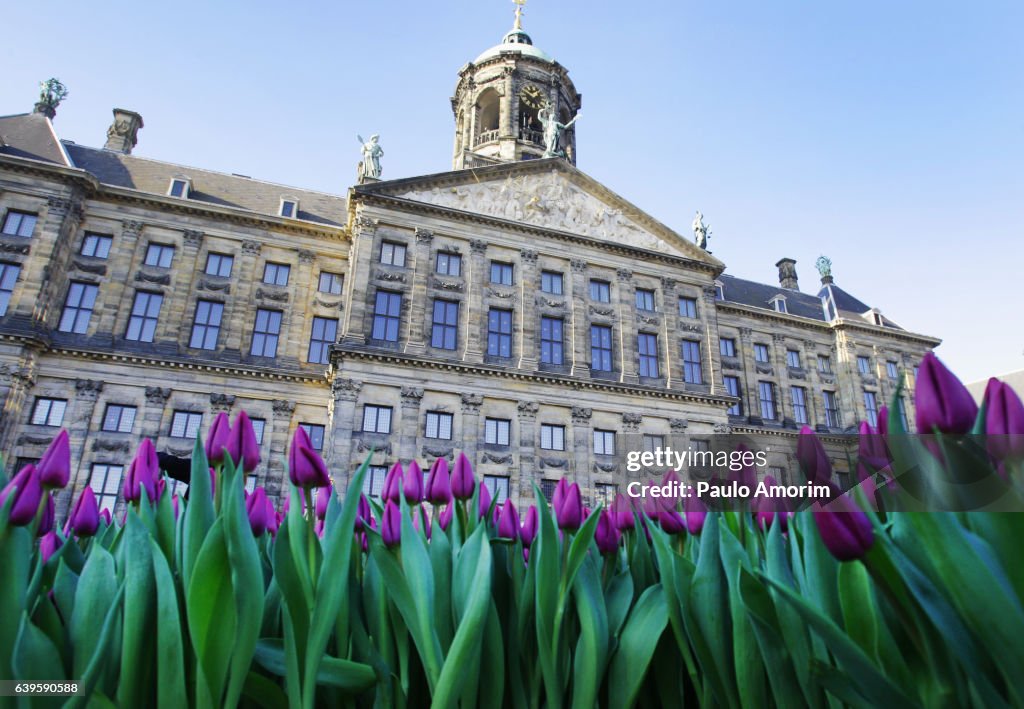 Dutch National Tulip Day in Amsterdam