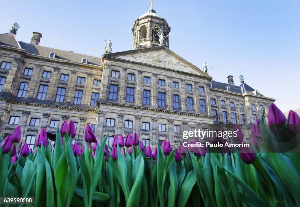 dutch national tulip day in amsterdam - dam square stock pictures, royalty-free photos & images