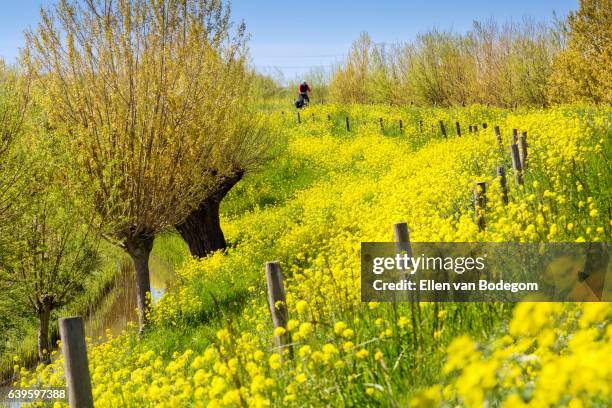 dutch landscape in spring with dike and rapeseed. - ellen mann stock-fotos und bilder
